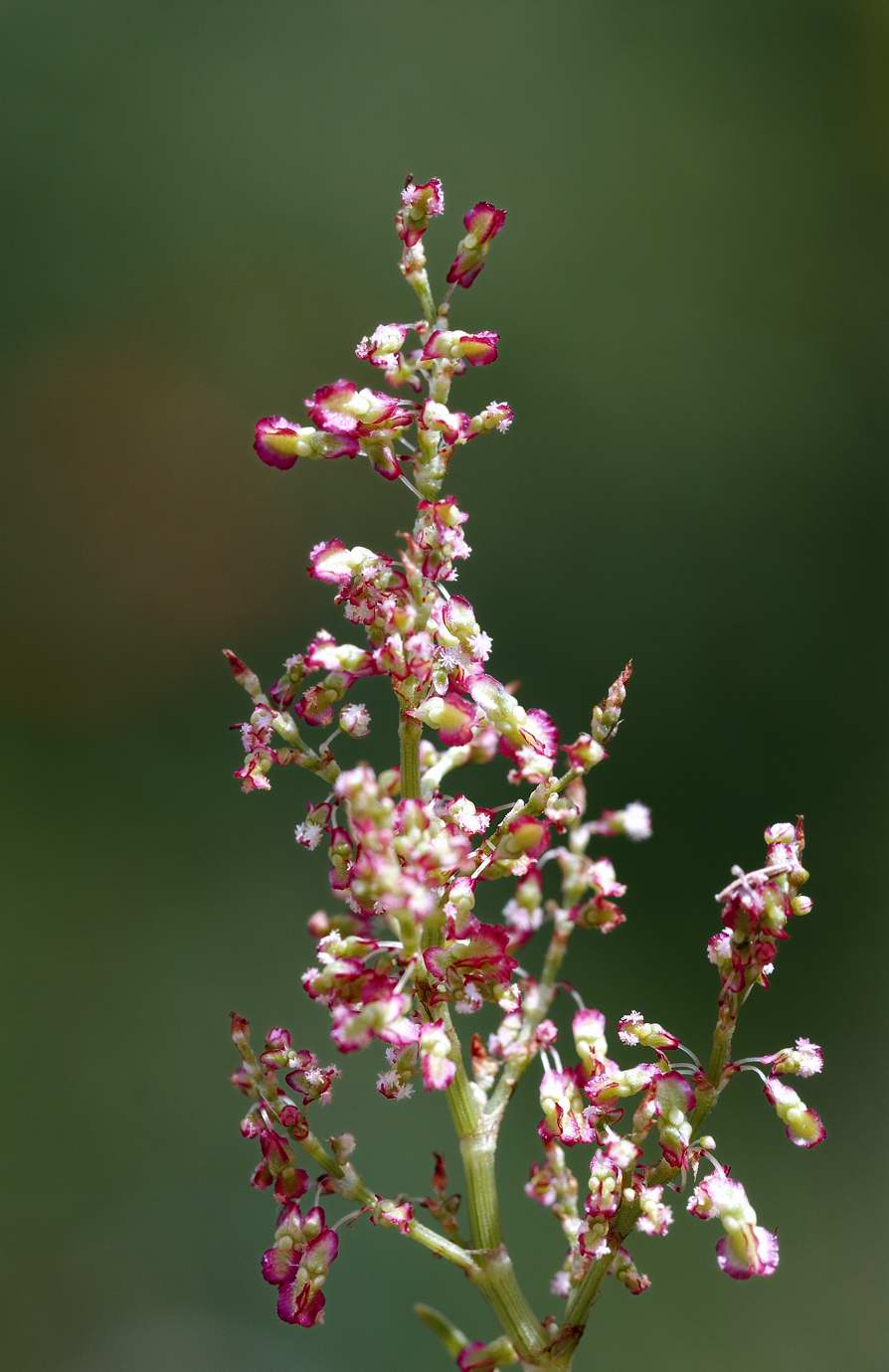 Scrophularia canina - no, Rumex sp.